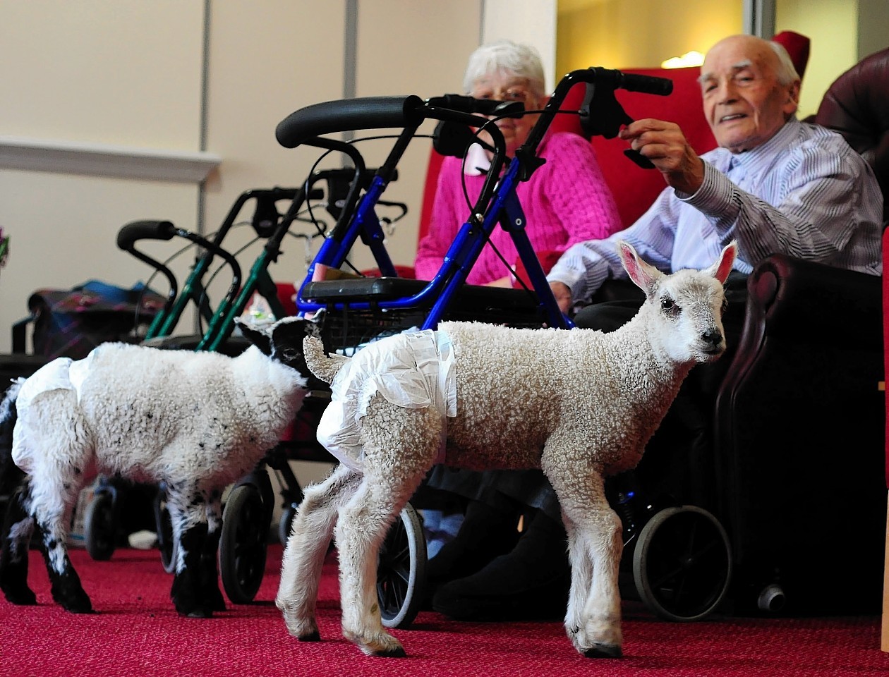 Newborn lambs Poppy and Lamby moved into the care home